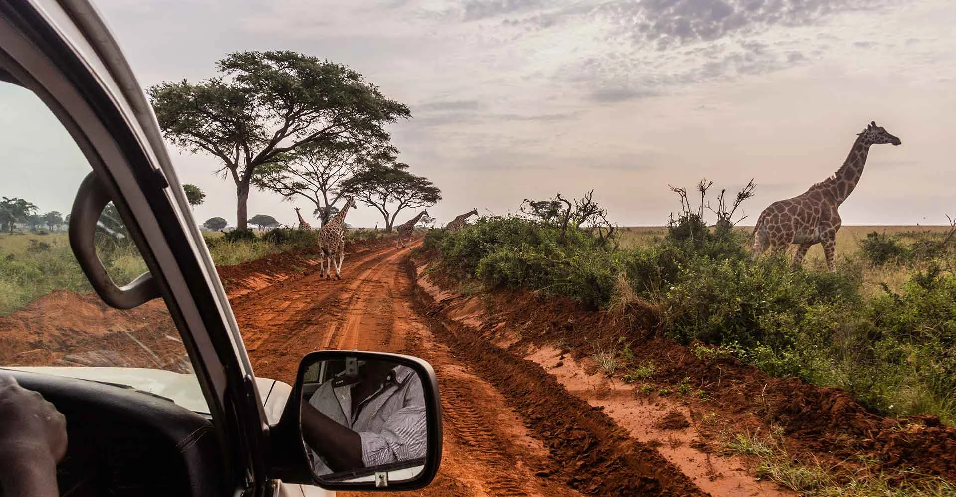 Giraffen in freier Wildbahn während Safari in Afrika auf rotem Staubweg.