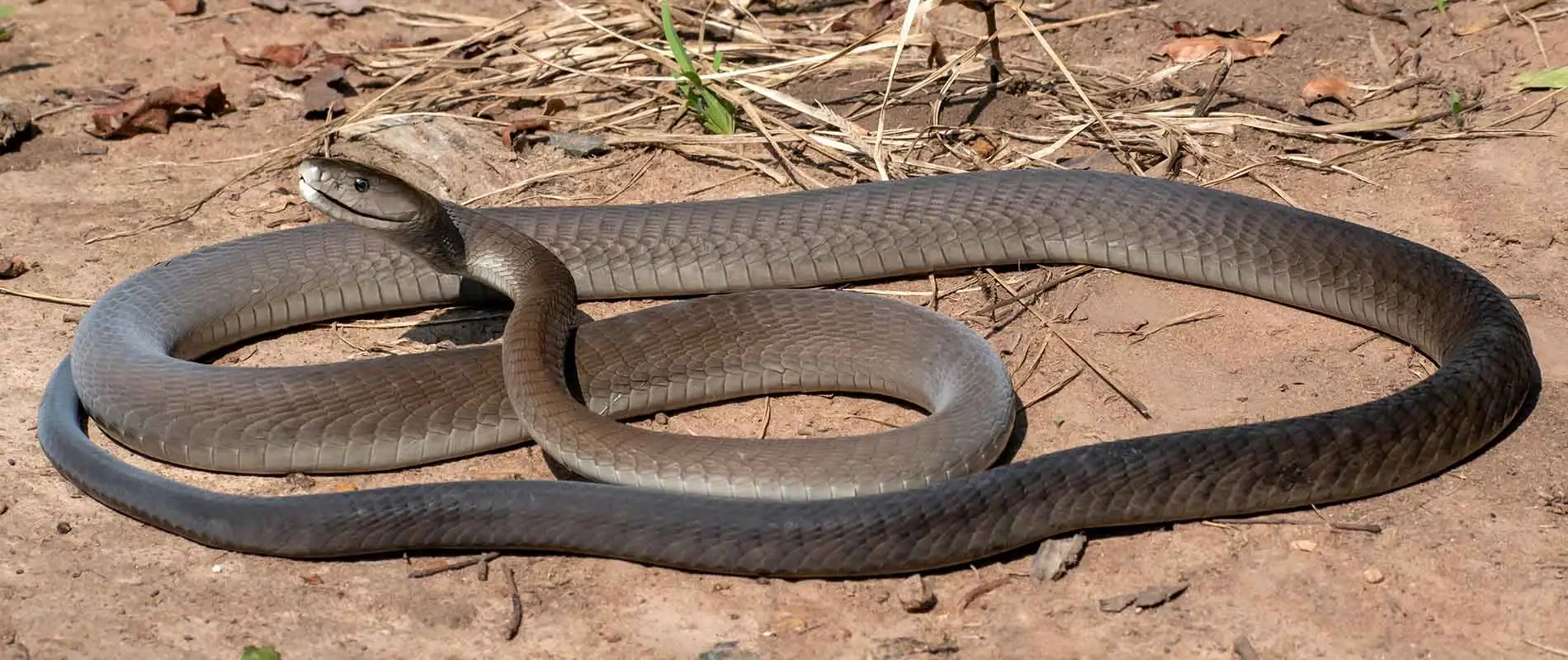 Schlange im Sand, auf Safari in Afrika, exotische Tierwelt, Wildtiere, Naturerlebnis.