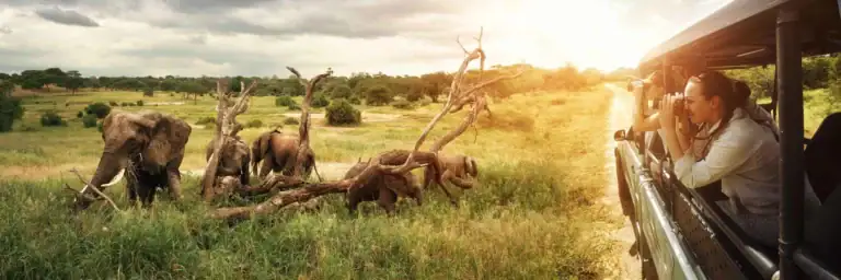 Bei einer Safari in Afrika wilden Elefanten begegnen.