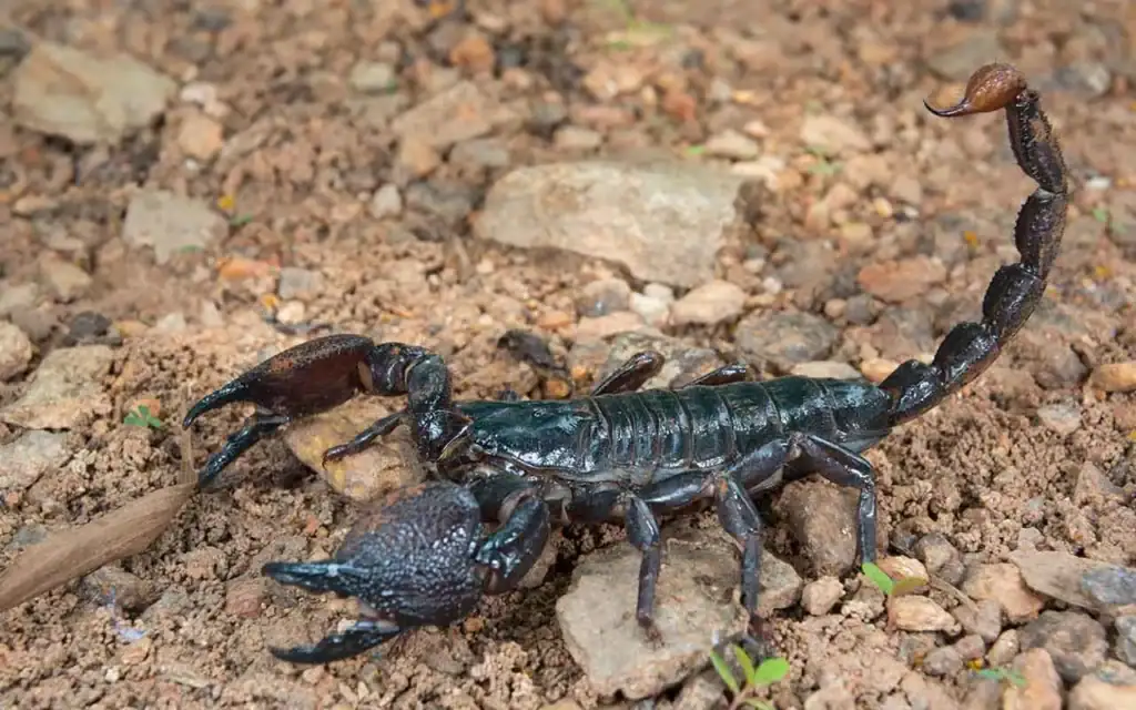 Nahaufnahme eines schwarzen Skorpions auf afrikanischem Boden.