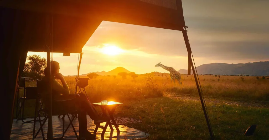 Nutzer sitzt im Zelt, Genießt die afrikanische Natur mit Giraffe im Sonnenuntergang.