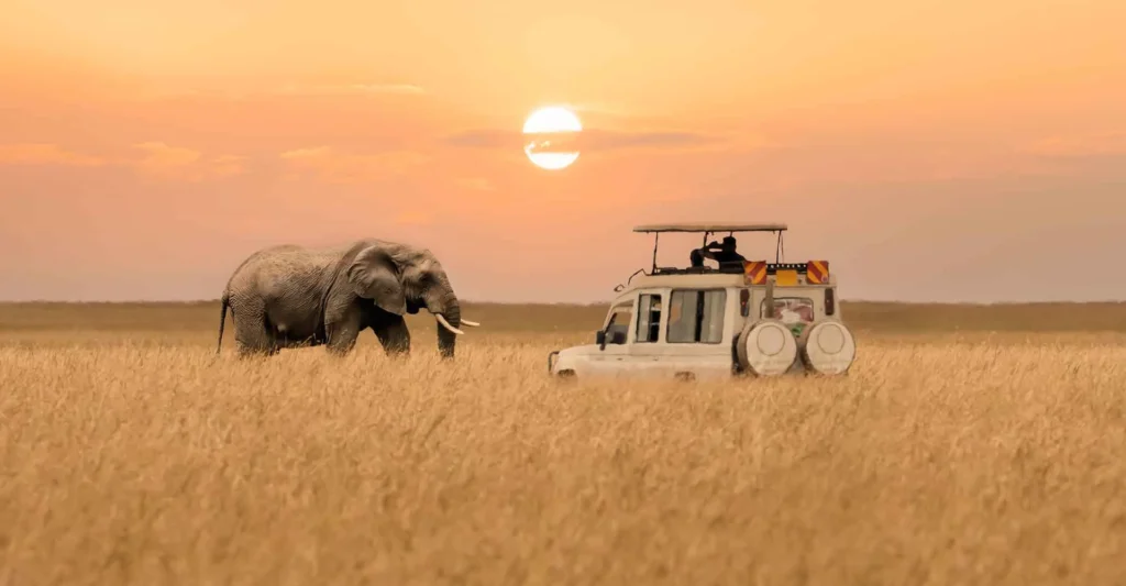 Mehrere Tiere und ein Geländewagen bei Sonnenuntergang in der afrikanischen Savanne, ideal für Safari- und Afrika-Reise.
