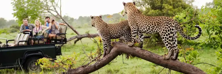 Leoparden in ihrer natürlichen Umgebung in Afrika, Beobachtung bei Safari-Touren, Tierwelt, Naturschutz.