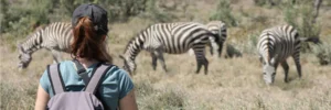 Person beobachtet Zebras in freier Wildbahn.