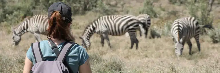Person beobachtet Zebras in freier Wildbahn.