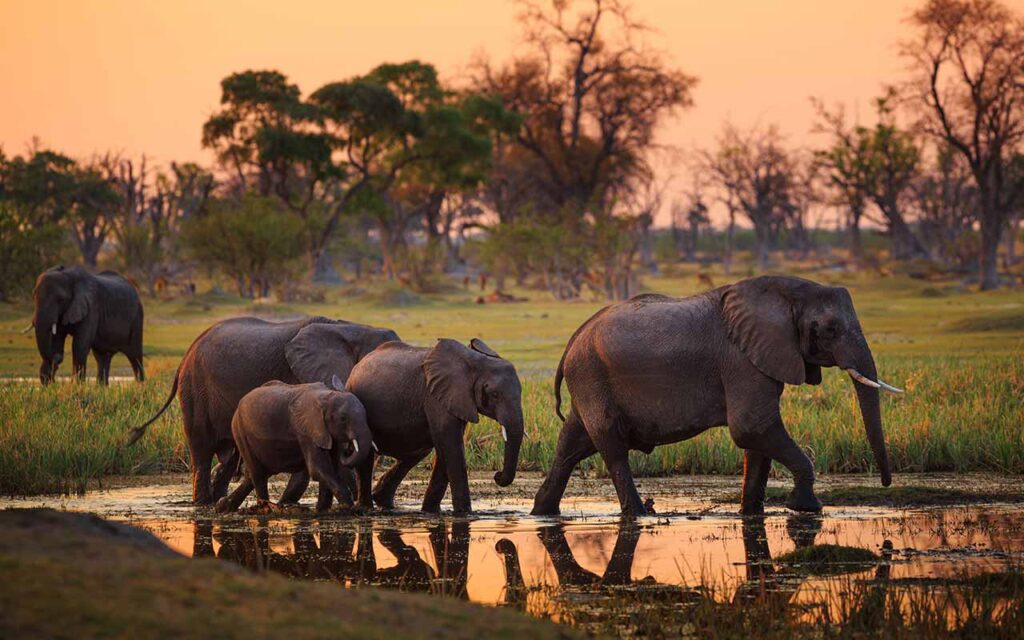 Elefantenfamilie beim Wassertrinken in Botswana, Safari Erlebnis.