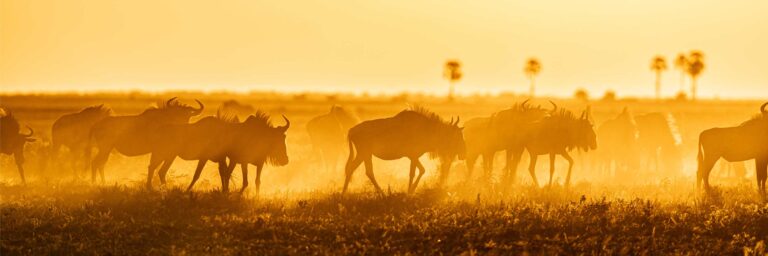 Wildtiere in Botswana bei Sonnenuntergang, ideal für Afrika Safari und Tierbeobachtungen.