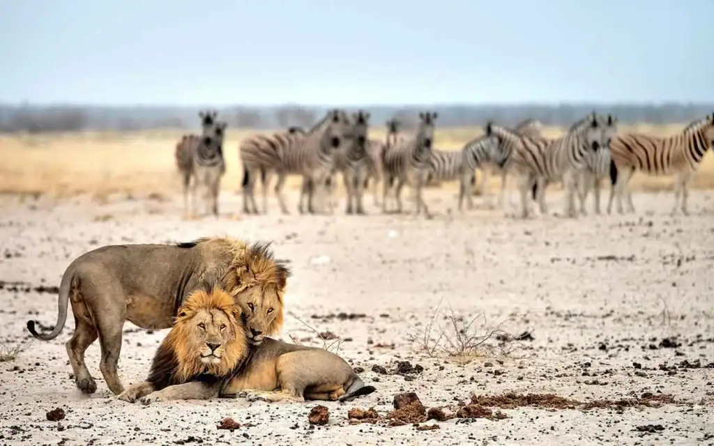 Löwenfamilie in der Wüste Namibias mit Zebras im Hintergrund.