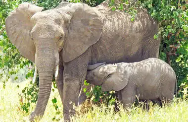 Elefanten in freier Wildbahn, Kenia und Tansania, Safari in Afrika.