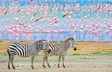 Zebras am Lake Nakuru in Kenia, umgeben von Flamingos, typische Safari-Tiere in Ostafrika.