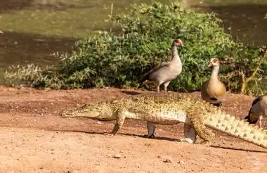Krokodil und Wasservögel am Fluss in Kenia, Safari in Afrika.