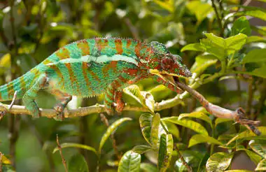 Exotisches Chamäleon auf einem Ast in madagassischer Natur.