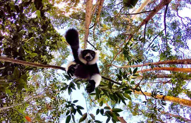 Lemur im Madagaskar-Dschungel, exotische Tierwelt, Naturreise Afrika.