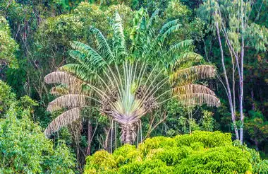 Exotischer Palmenbaum im dichten Regenwald Madagaskars, umgeben von üppiger Vegetation.