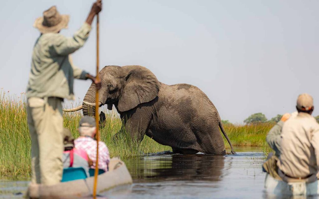 Elefanten im Wasser während einer Botswana Safari.