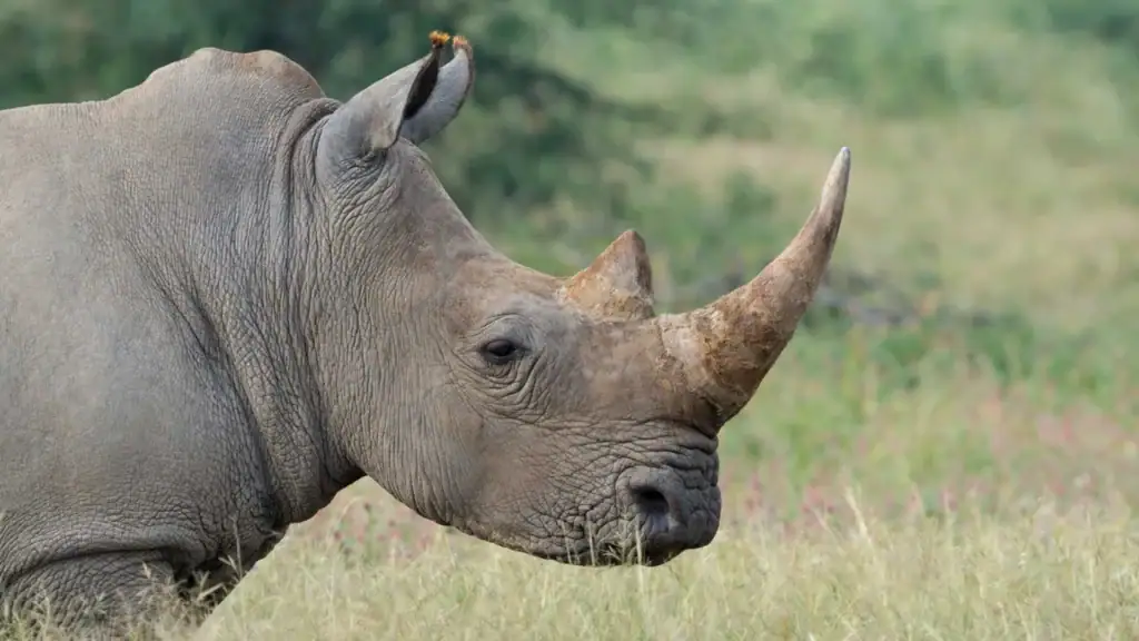 Nashorn in freier Wildbahn im Kidepo-Tal, Uganda, mit grüner Savannenlandschaft im Hintergrund.