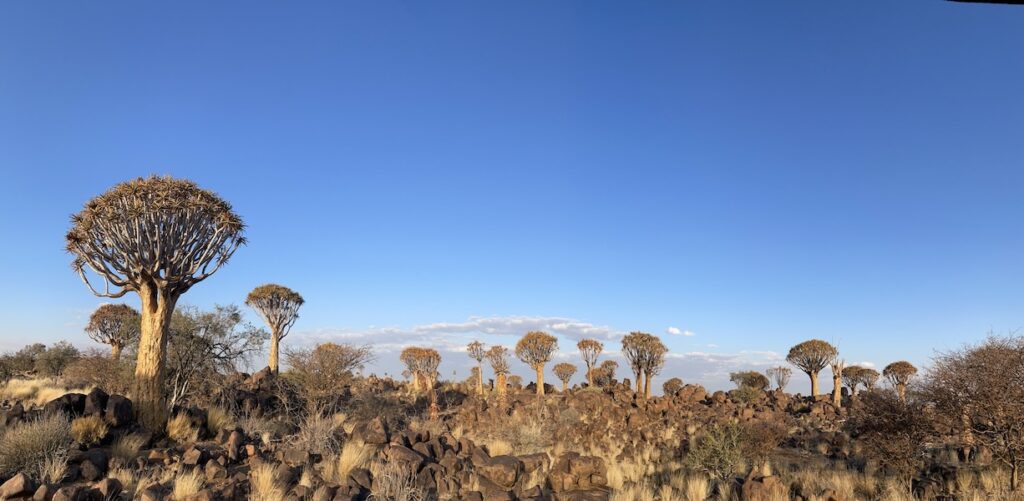 Landschaft in Namibia mit Quiver Trees und blauer Himmel.