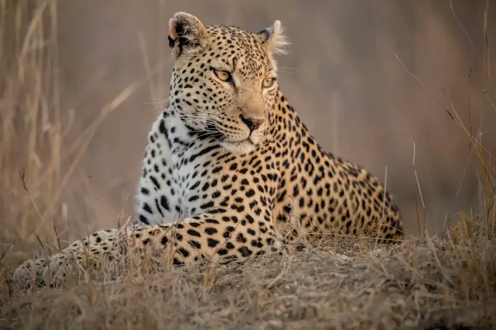 Leopard in der afrikanischen Natur, Safari Lodge, Big Five, Landschaft, Wildlife.