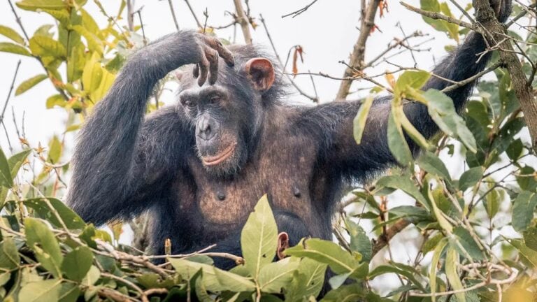 Schimpanse im Dschungel, Natur, Wildlife, Afrika Reise.