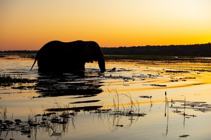 Elefant im Wasser bei Sonnenuntergang, Afrika Safari, Natur, Wildlife.