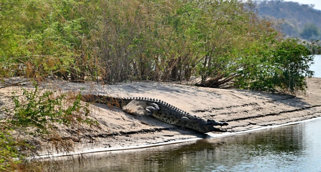 Nilkrokodil am Flussufer in Afrika, Safari Landschaft, Wildlife.