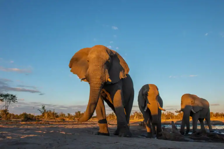Elefanten in der afrikanischen Savanne bei Sonnenuntergang.