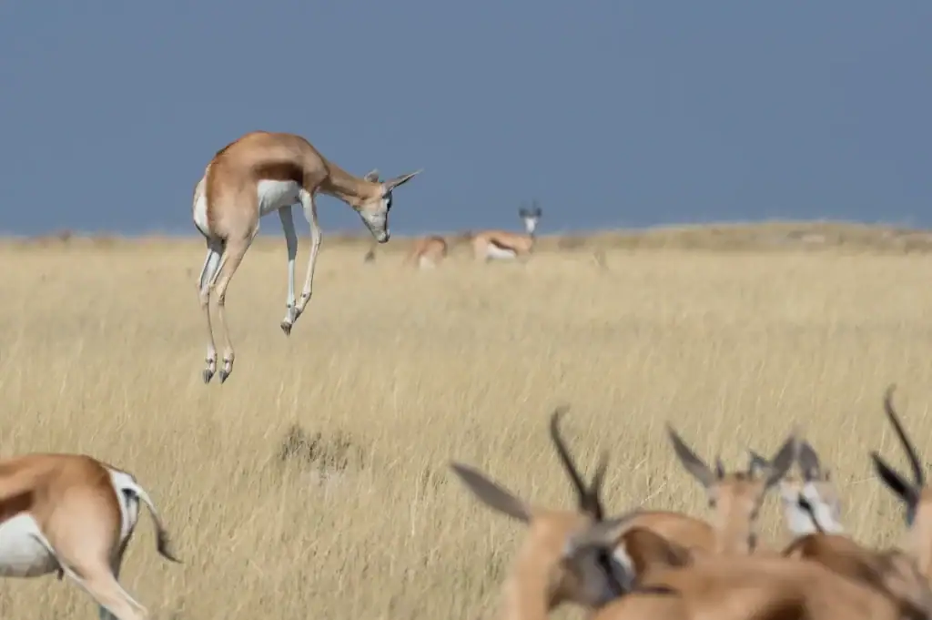 Springender Antilope in der afrikanischen Savanne bei Namibia Reise.
