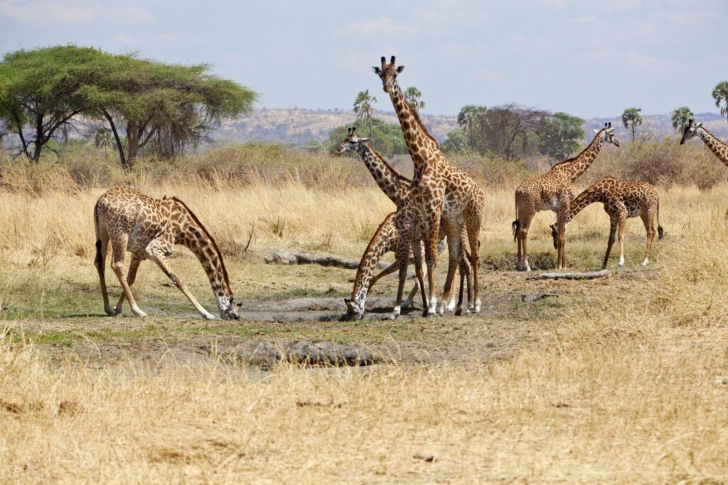 Giraffen in der afrikanischen Savanne bei Sonnenuntergang.