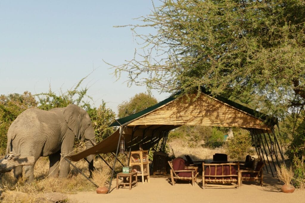 Elefant neben einem Safari Zelt in der Natur, Namibia Reise.