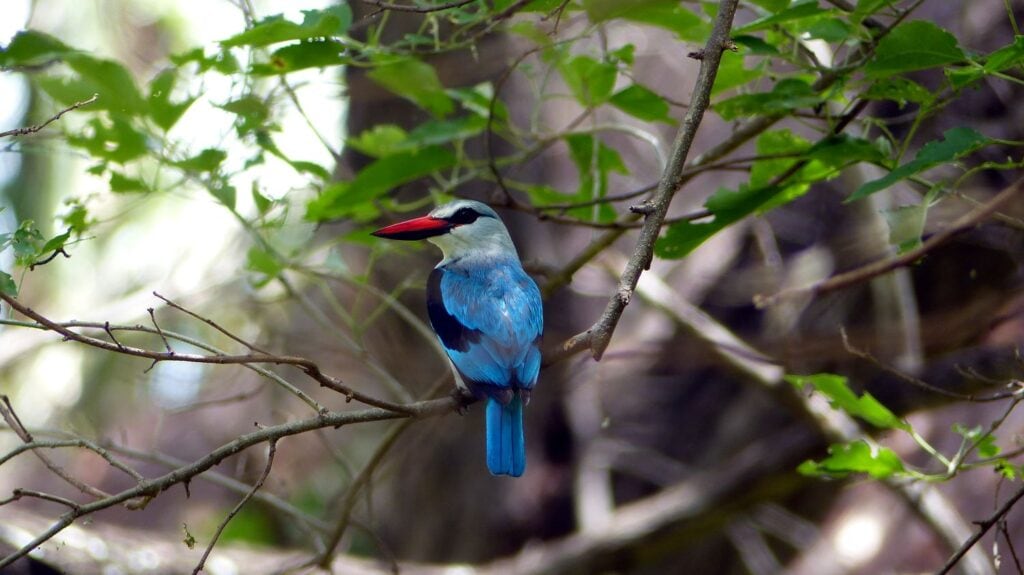 Blaurabe in afrikanischer Natur, Namibia Reise, Wildlife, Landschaft.