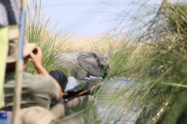 Safari mit Elefant in Namibia, Afrika Wildlife, Landschaft.