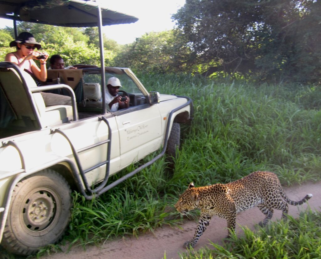 Leopard läuft neben Safari-Fahrzeug in Ruaha Nationalpark, Tansania.