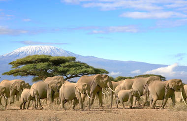 Elefantenherde in der afrikanischen Savanne mit Mount Kilimanjaro im Hintergrund.