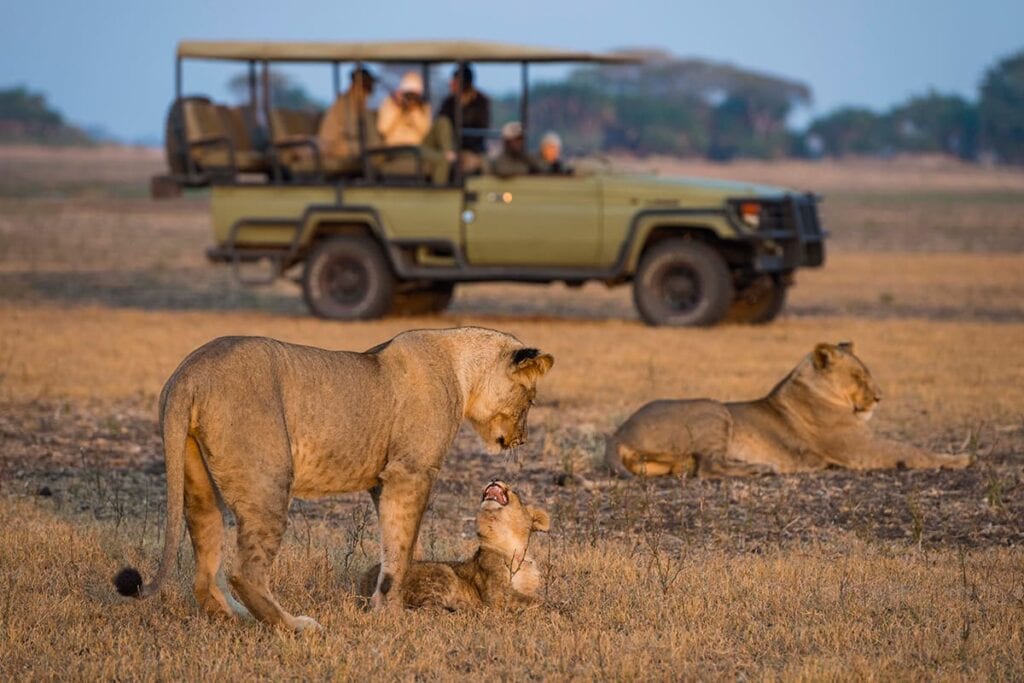 Löwenfamilie auf Safari in Afrika mit Safari-Lodge im Hintergrund.