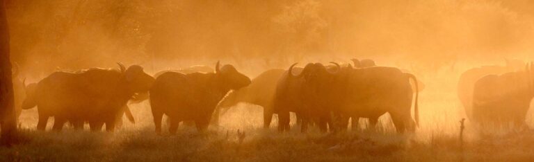 Eine Herde afrikanischer Büffel, die bei Sonnenuntergang durch eine Graslandschaft in Khwai zieht.