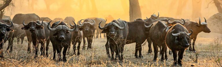 Eine Herde afrikanischer Büffel, die durch eine staubige, sonnenbeschienene Landschaft im Lower-Zambezi-Nationalpark zieht.