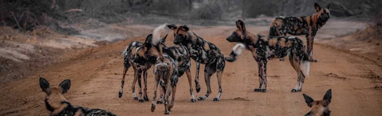 Ein Rudel afrikanischer Wildhunde steht auf einer unbefestigten Straße im Luambe-Nationalpark.