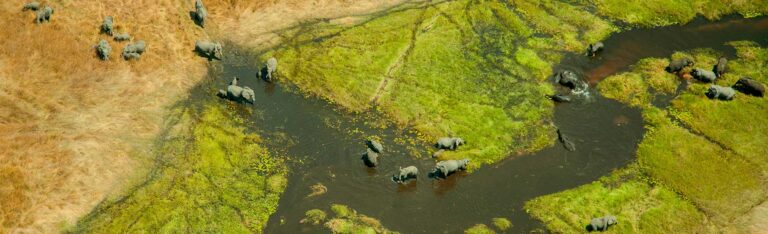 Luftaufnahme einer Elefantenherde, die durch einen seichten, sumpfigen Fluss in der grasbewachsenen Landschaft des Moremi-Wildreservats watet.