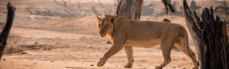 Ein Löwe streift durch die trockene, sandige Landschaft des North-Luangwa-Nationalparks, vorbei an toten Baumstämmen.