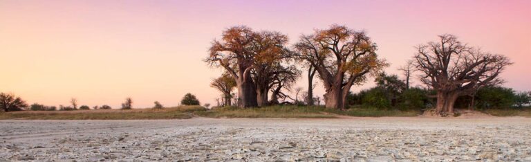 Baobab-Bäume stehen in der trockenen Landschaft des Nxai-Pan-Nationalparks vor dem Hintergrund eines rosafarbenen Sonnenuntergangs.