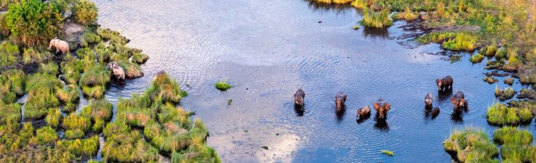 Eine Luftaufnahme einer Gruppe von Elefanten, die durch einen seichten, mit Gras bewachsenen Wasserlauf im Okavango-Delta waten.