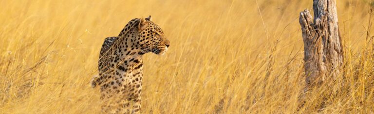 Ein Leopard steht wachsam im hohen, goldfarbenen Savannengras von Savuti neben einem verwitterten Baumstumpf.