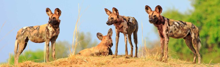 Vier afrikanische Wildhunde auf einem grasbewachsenen Hügel im South-Luangwa-Nationalpark, von denen drei stehen und einer liegt.