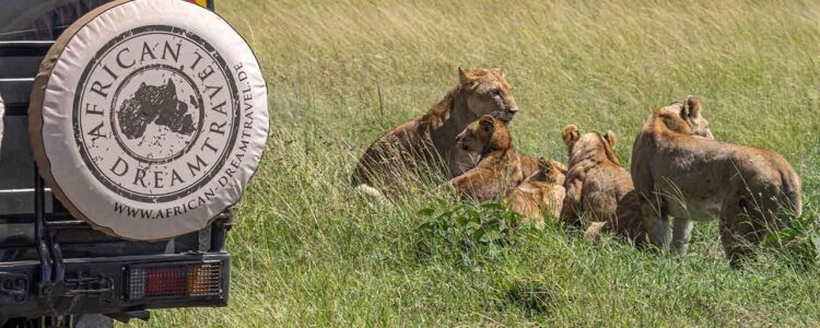 African Dreamtravel Safarifahrzeug steht vor einer Gruppe Löwen. Die Löwen liegen im Gras