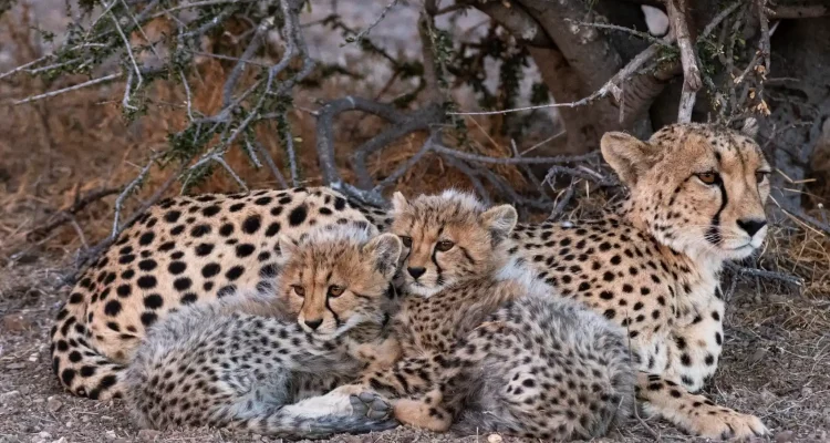 Botswana Gepard Fotografie