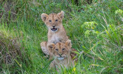 Neben Afrikas Tierwelt: Junge Löwen im hohen Gras.