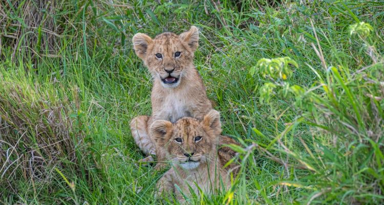 Neben Afrikas Tierwelt: Junge Löwen im hohen Gras.