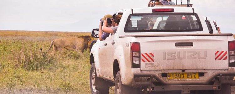 Junge Reisende beobachten Löwen während Safari in Afrika.