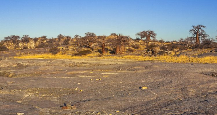 In der Wüste Tansanias in Afrika, mit kargen Felsen und Akazienbäumen, entdecken Sie die atemberaubende Natur Afrikas.