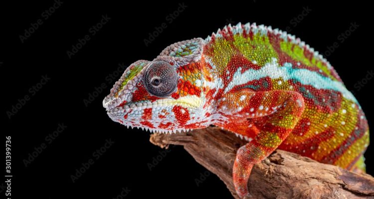 Farbenfroher Chamäleon in Afrika.